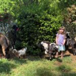 Goats eating
