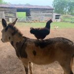 Jenny and a hen