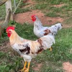 Roo and a hen