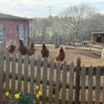 Hens on a fence