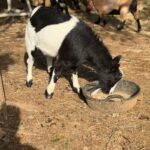 Cowboy eating