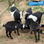 The herd eating