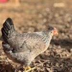 Hen