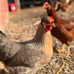 Hen