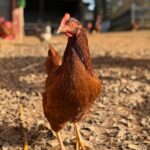 Hen