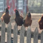 Hens on the fence
