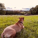 Izzy watching the farm