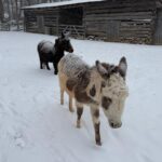 Jenny and Molly in the snow