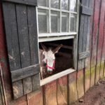 Jenny in the barn