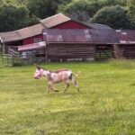 Jenny running on the hill