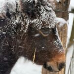 Molly in the snow