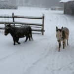 Jenny and Molly in the snow