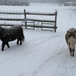 Jenny and Molly in the snow