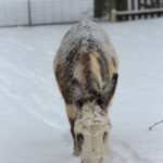 Jenny in the snow