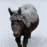 Molly in the snow
