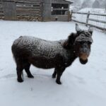 Molly in the snow