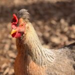 Hen