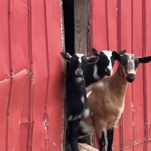Goats at the barn